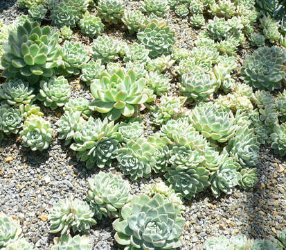 Image of Echeveria elegans Rose