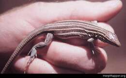 Image of Desert Grassland Whiptail