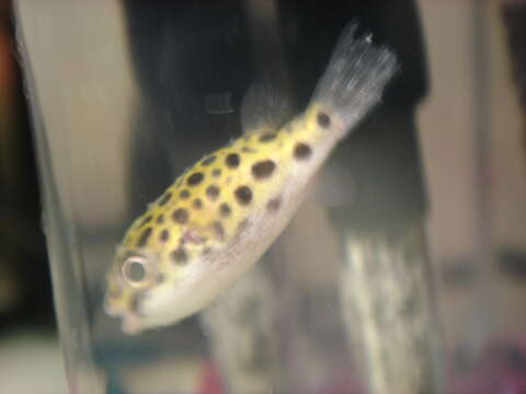 Image of Spotted puffer