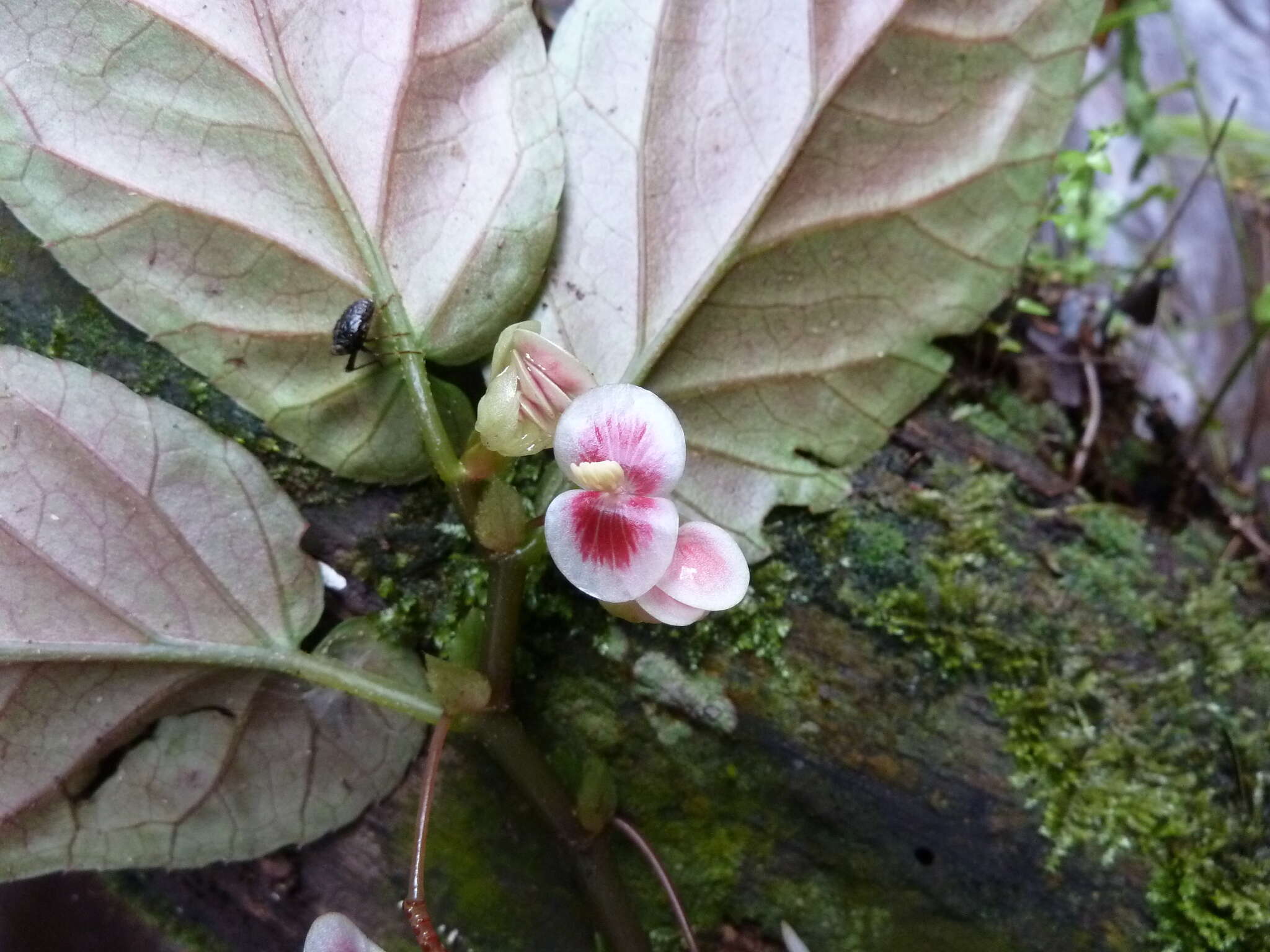 Image of Begonia macrocarpa Warb.