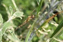 Sivun Orthetrum albistylum (Selys 1848) kuva