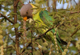 Image of Plum-headed Parakeet