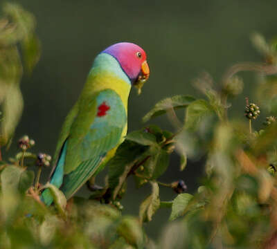 Image of Plum-headed Parakeet