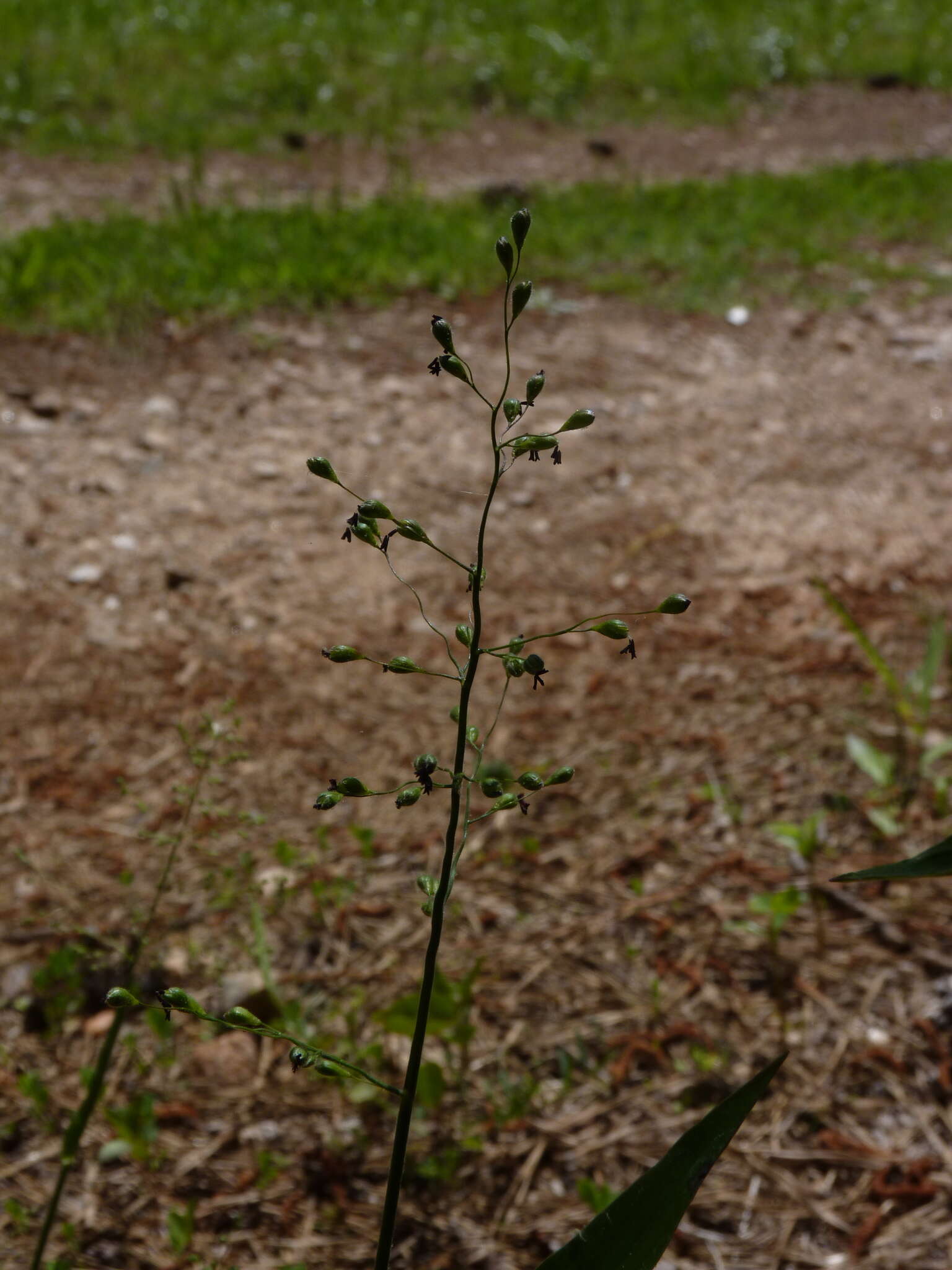 Image of Bosc's panicgrass