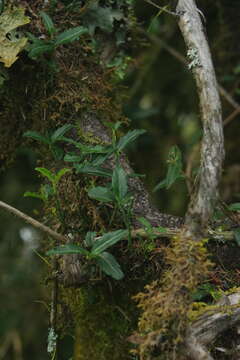 Imagem de Euonymus spraguei Hayata