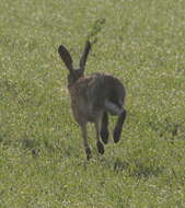 Image of brown hare, european hare