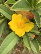 Image of Hibbertia scandens (Willd.) Gilg