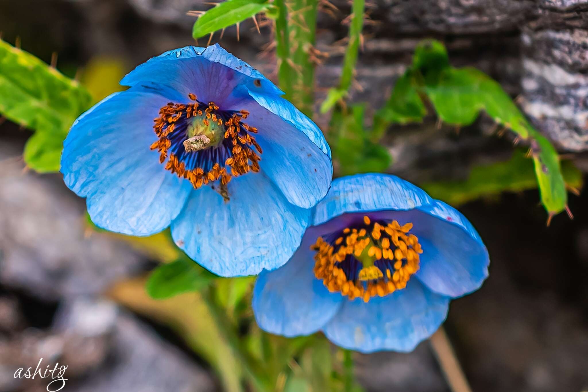 Image of Meconopsis betonicifolia Franch.