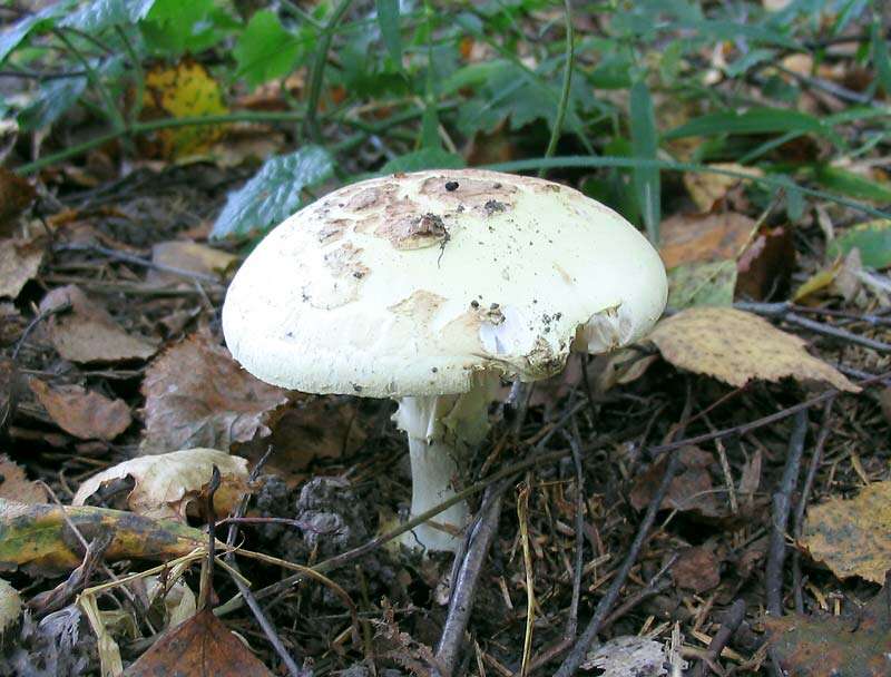 Image of False deathcap