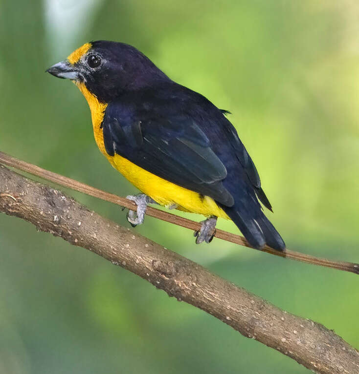 Euphonia violacea (Linnaeus 1758)的圖片