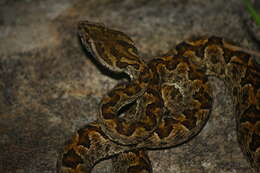 Image of Elegant pitviper