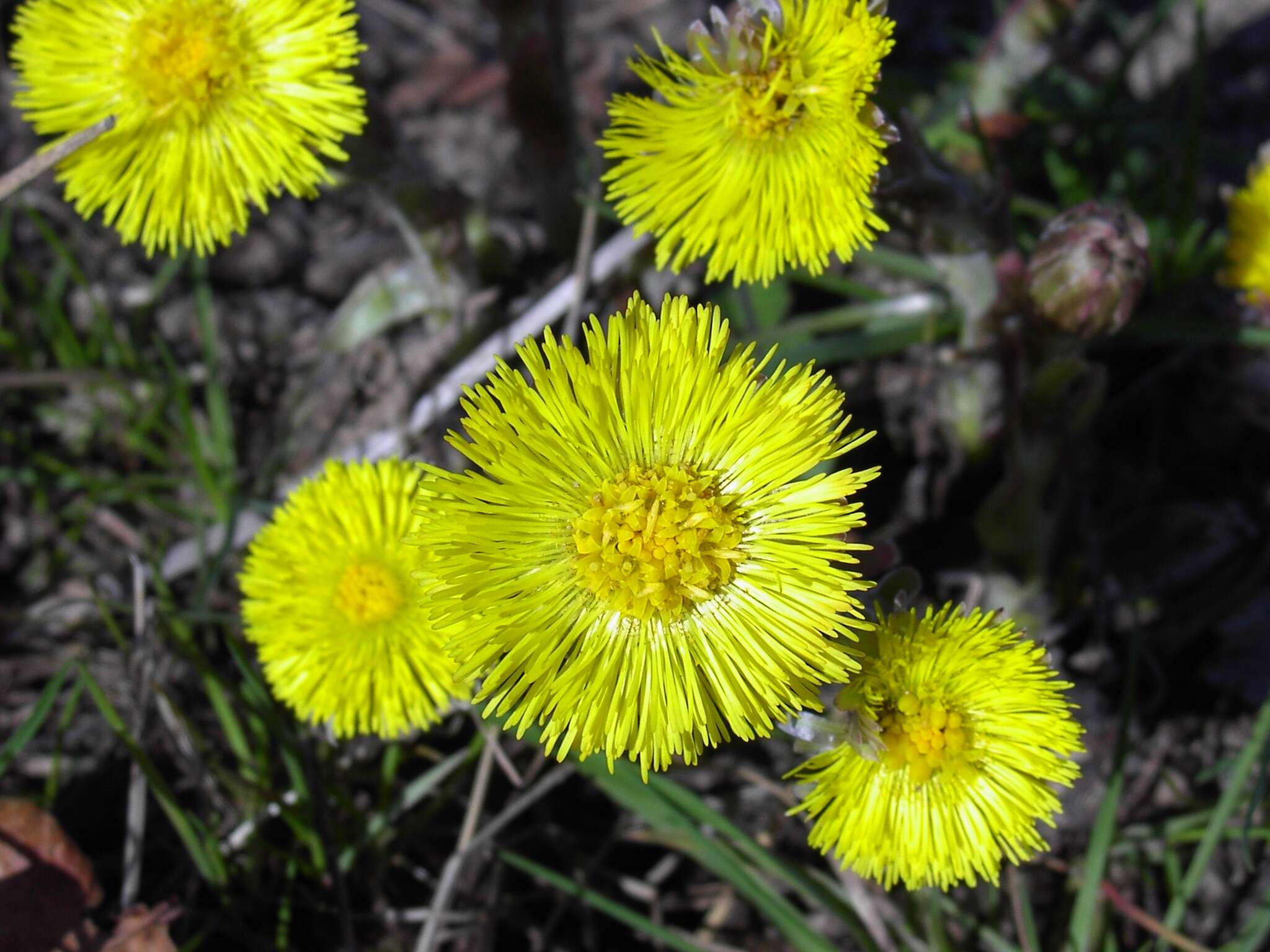 Image of coltsfoot