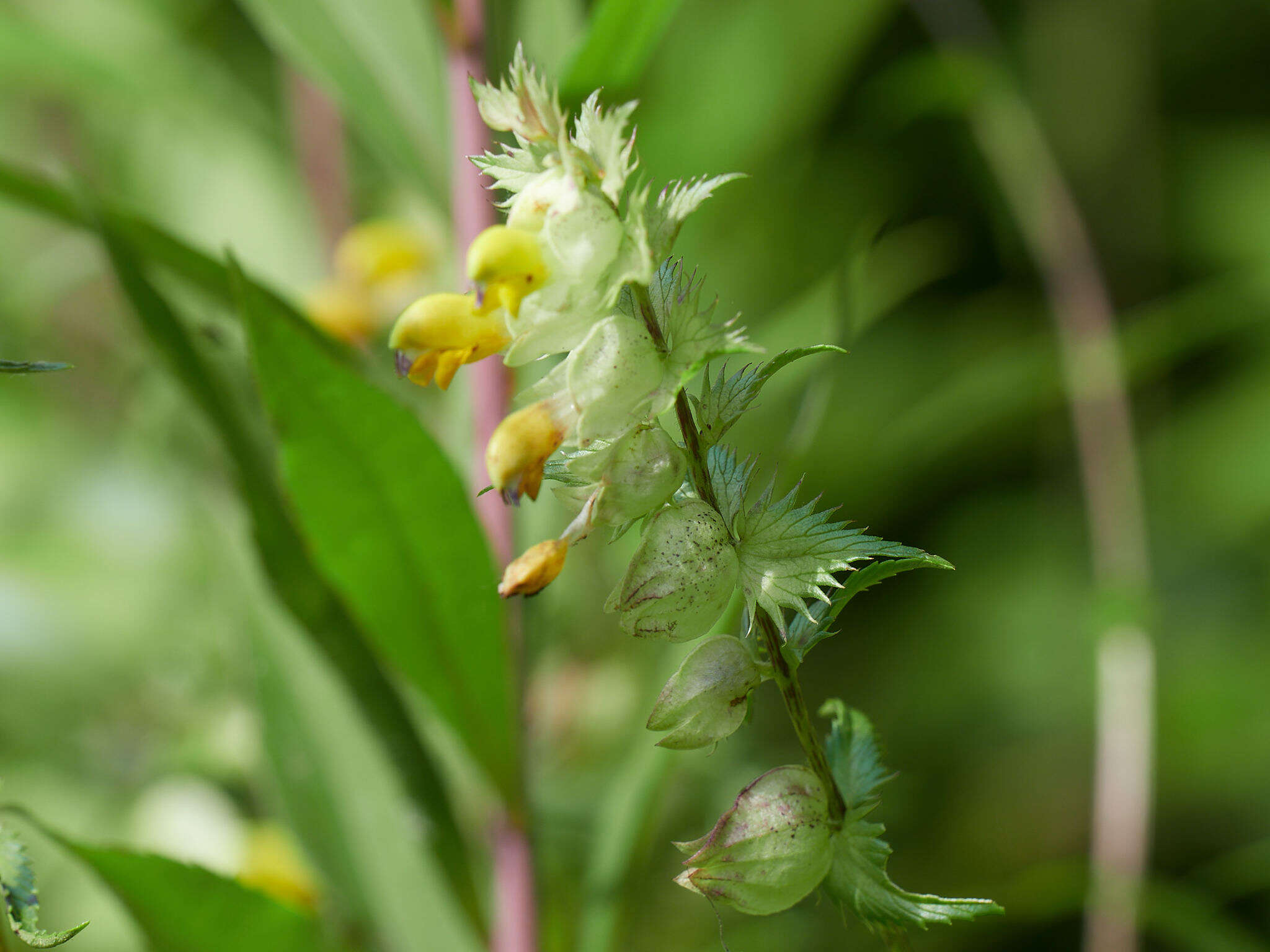 Image of late-flowering yellow rattle