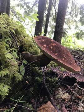 Image of Aureoboletus mirabilis (Murrill) Halling 2015