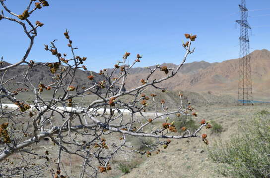 Image of pistachio nut