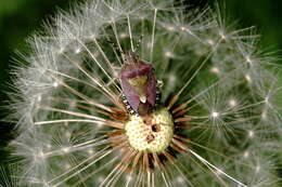 Image of sloe bug