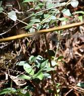 Image of Ilex vomitoria subsp. chiapensis (Sharp) A. E. Murray