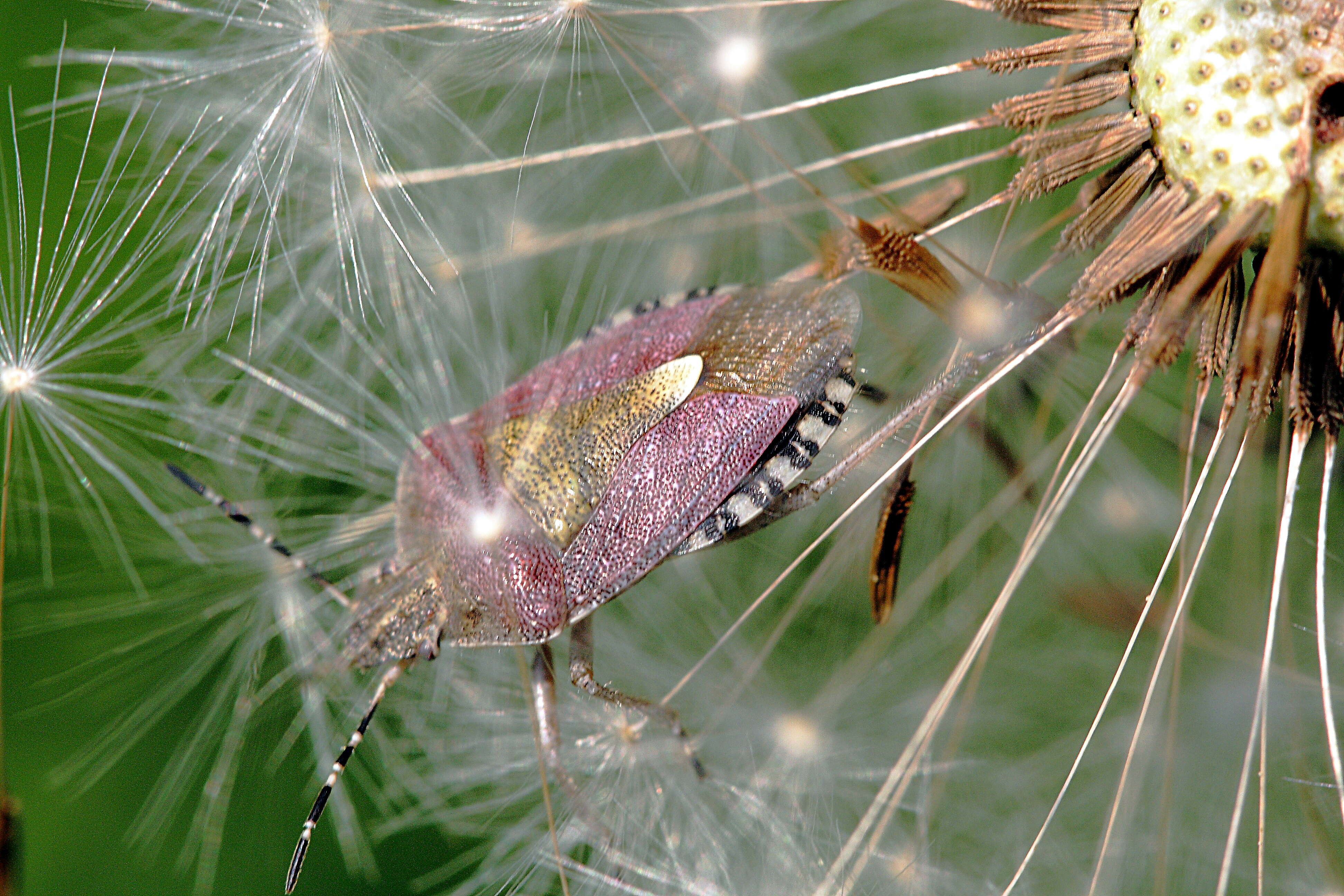 Image of sloe bug