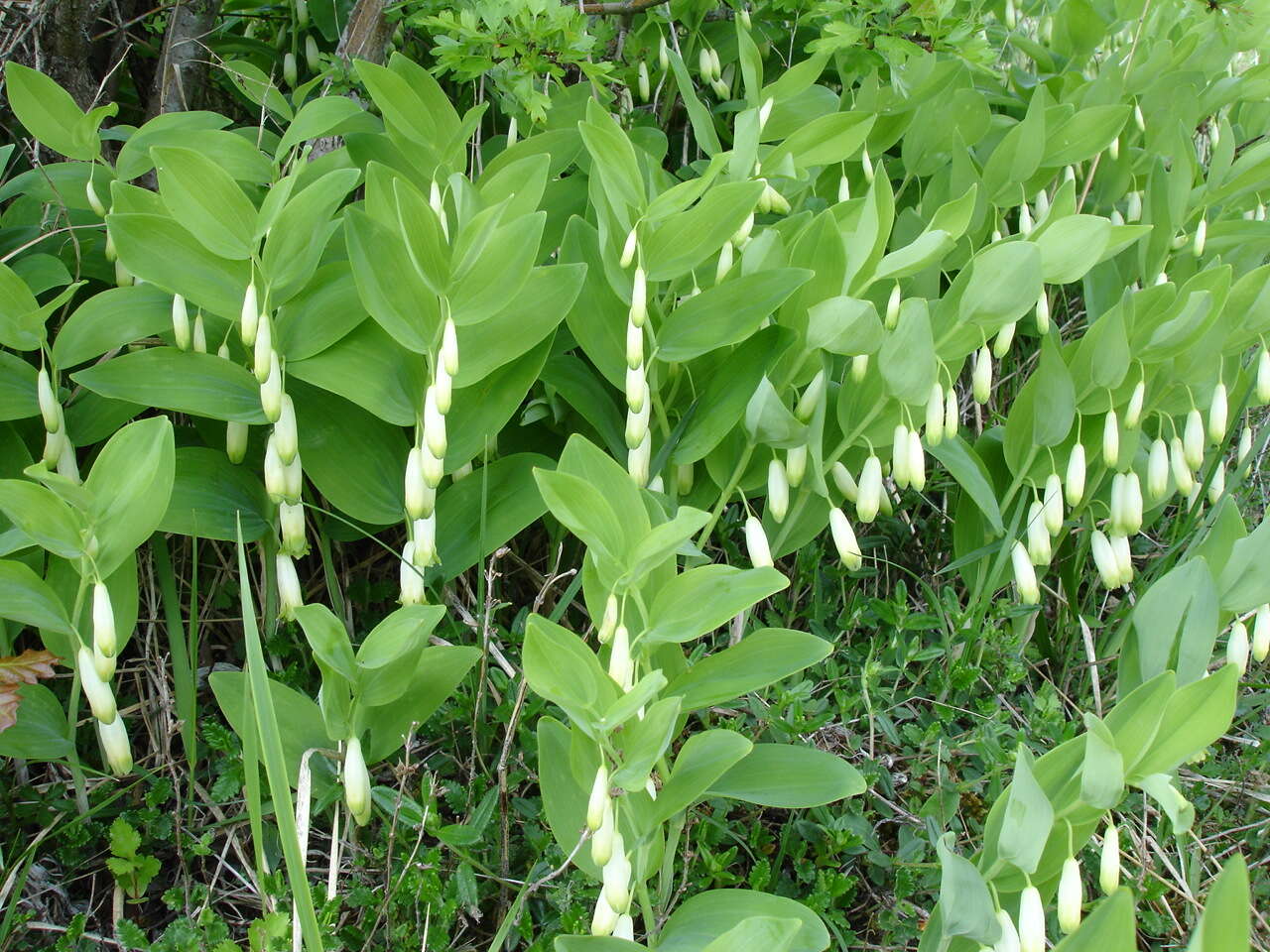 Image of Angular Solomon's Seal