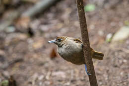 صورة Cicinnurus magnificus