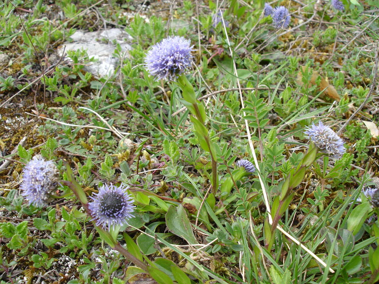 Image of Globularia bisnagarica L.