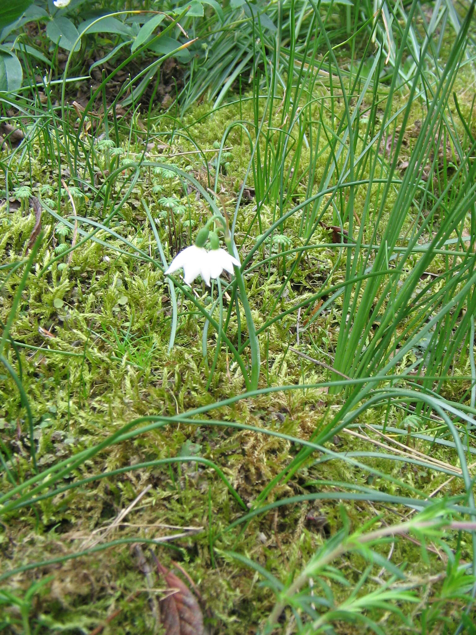 Слика од Acis nicaeensis (Ardoino) Lledó, A. P. Davis & M. B. Crespo