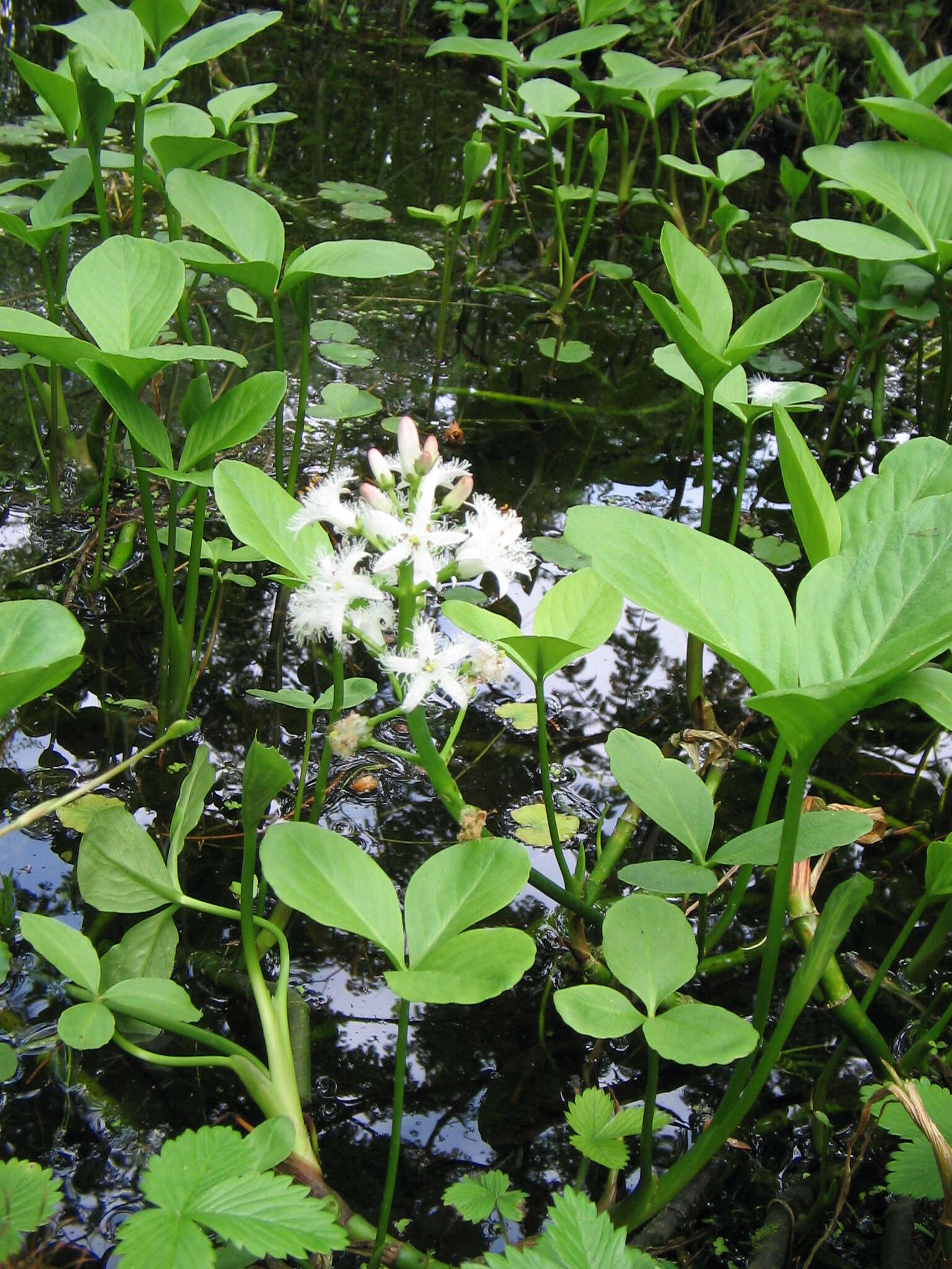 Image of bogbean