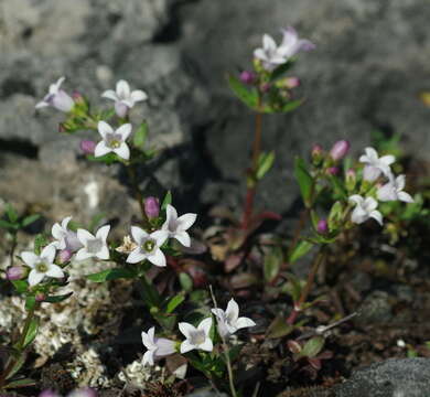 Image of Canadian summer bluet