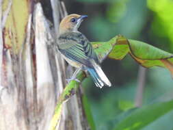 Image of Black-backed Tanager