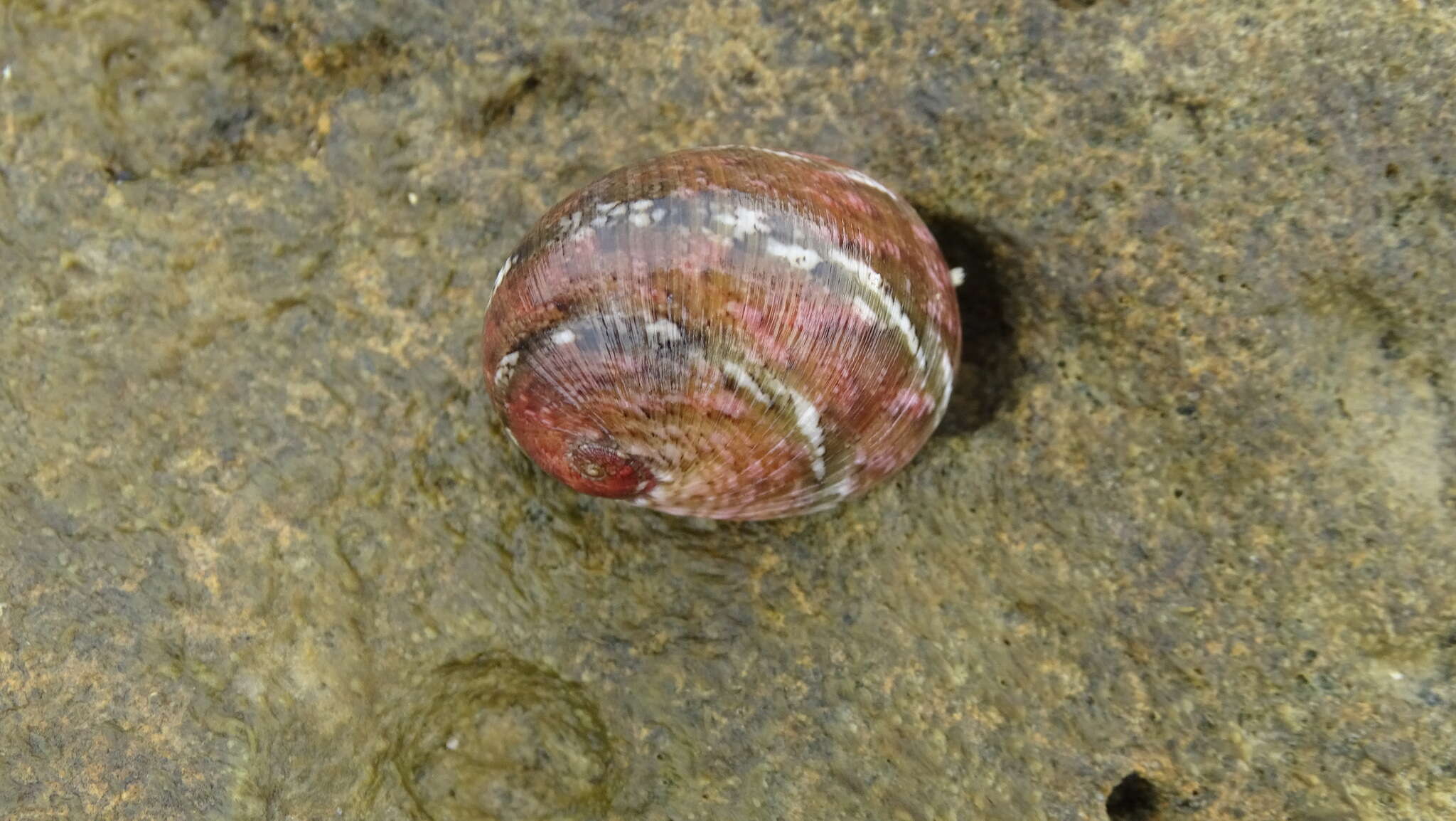 Image of polished nerite