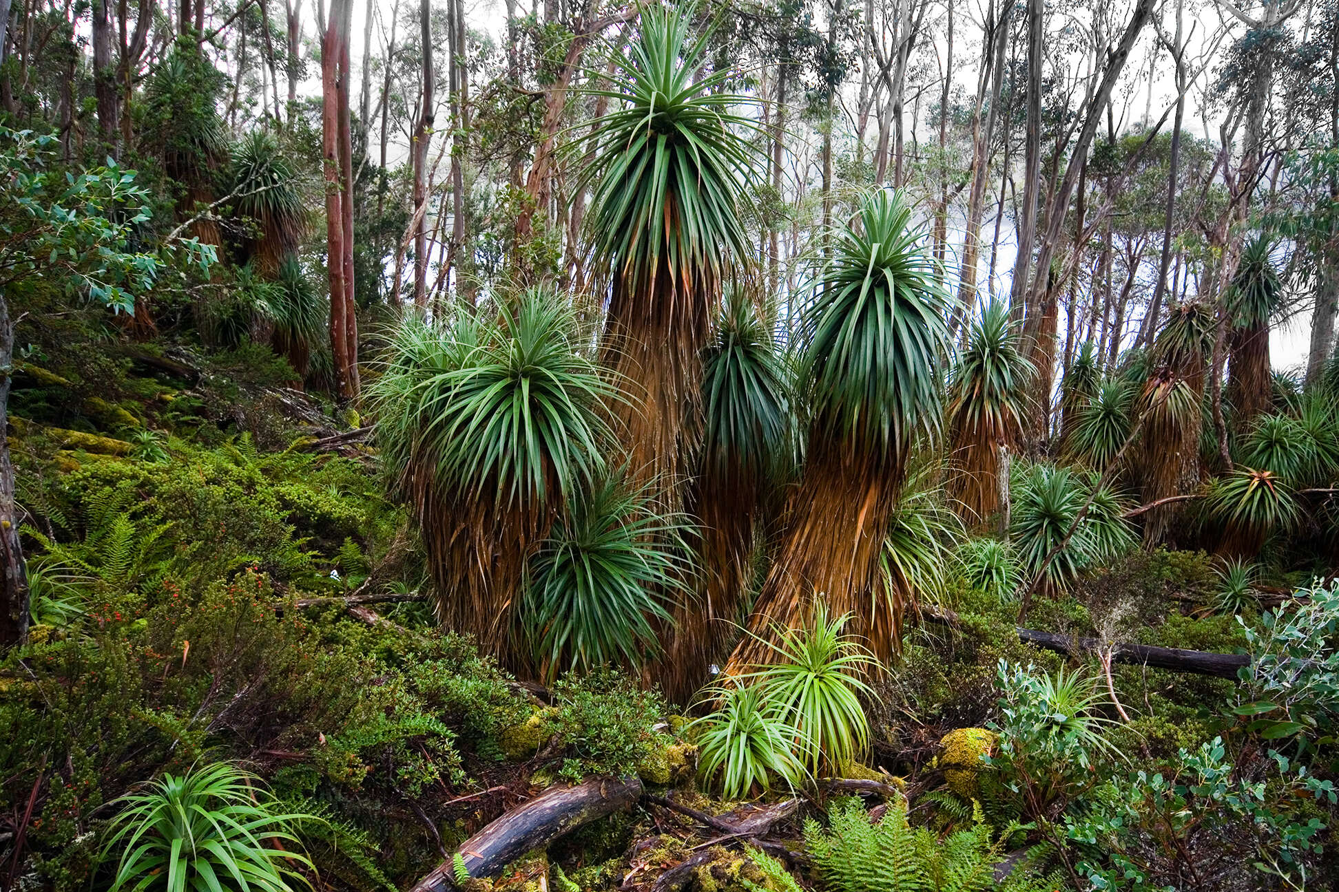 Image of Richea