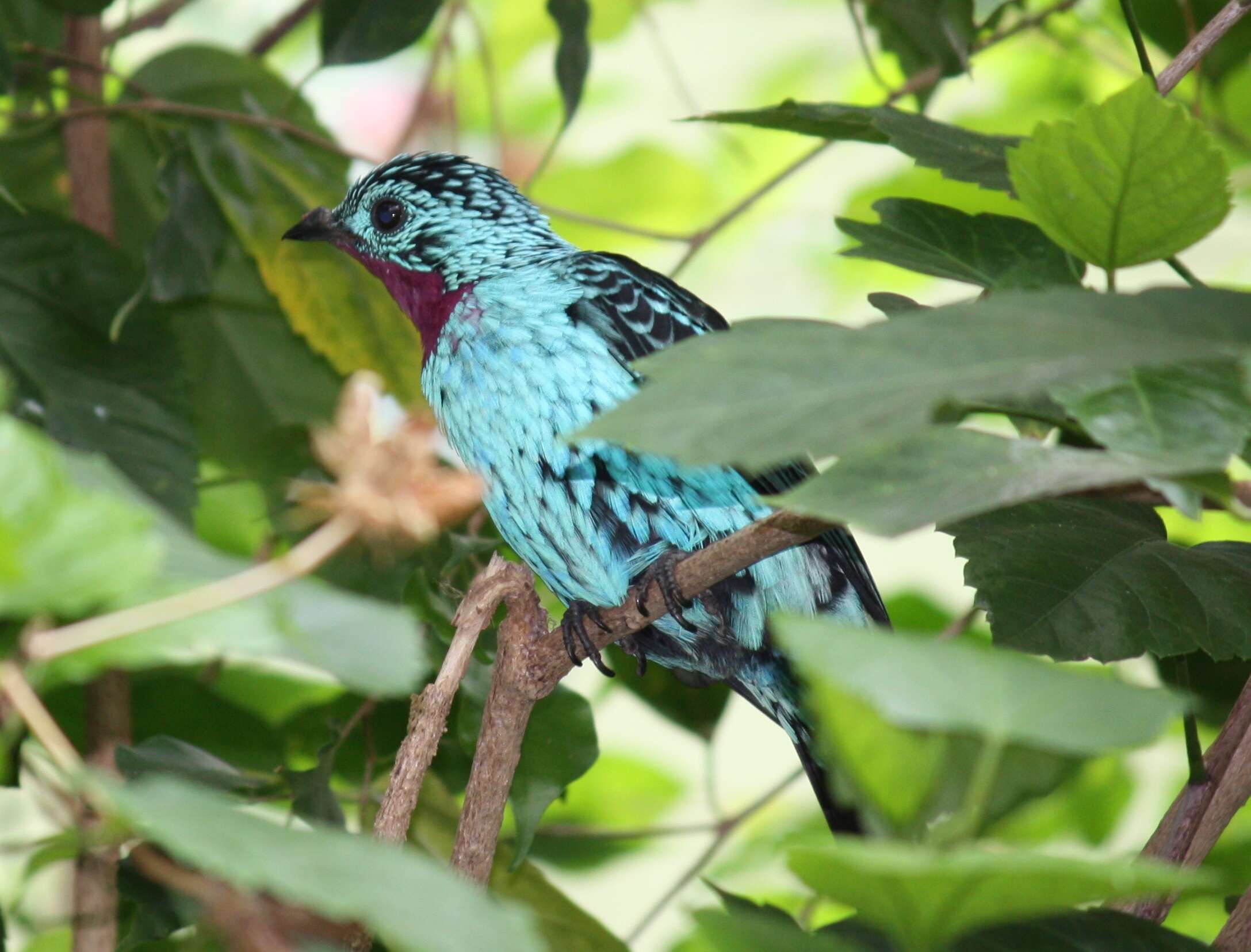 Image of Spangled Cotinga