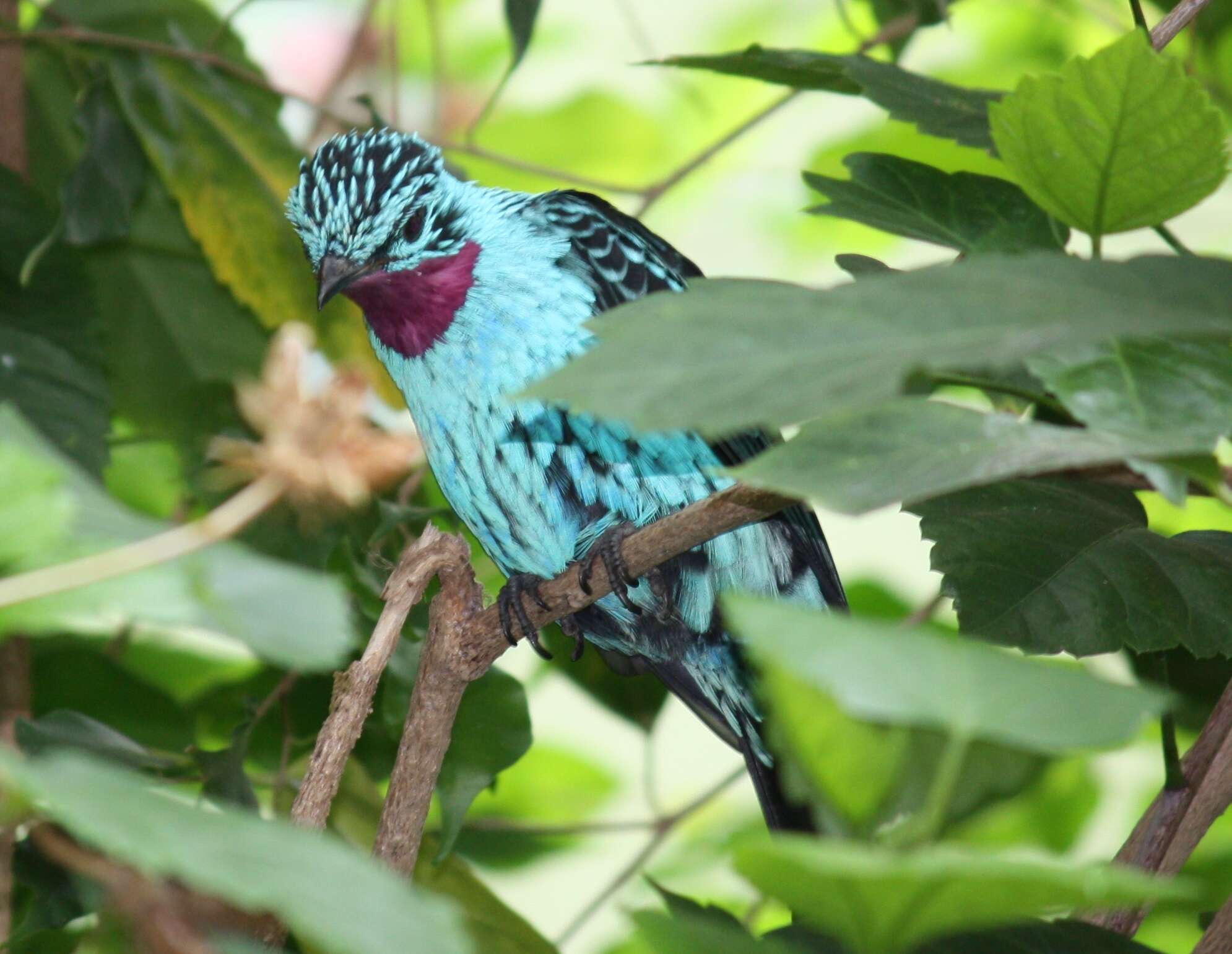 Image of Spangled Cotinga