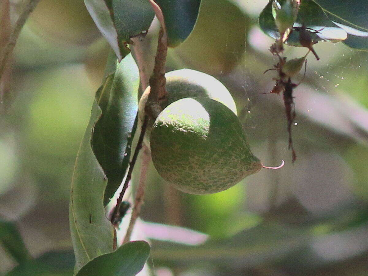 Image of macadamia nut