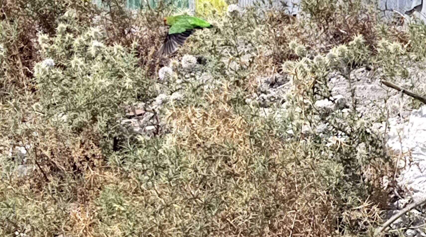 Image of Black-winged Lovebird