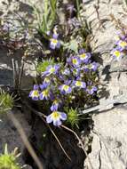 Image of Toothed Calico-Flower