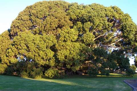 Ficus obliqua G. Forster的圖片