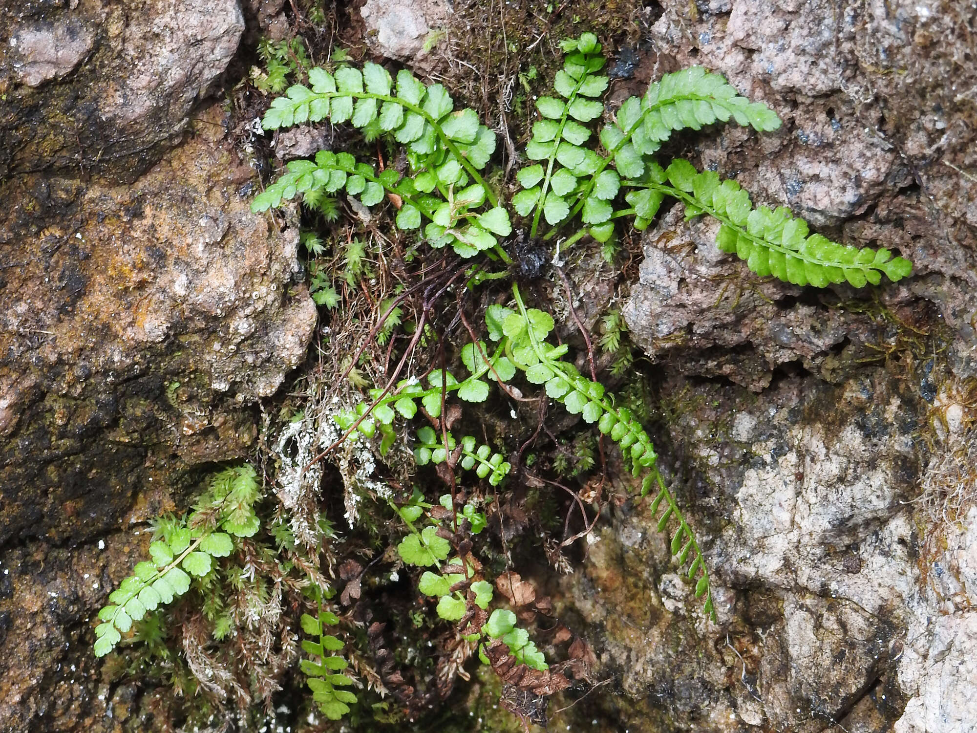 Image of Green Spleenwort