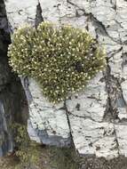 Image of whiteflower goldenbush