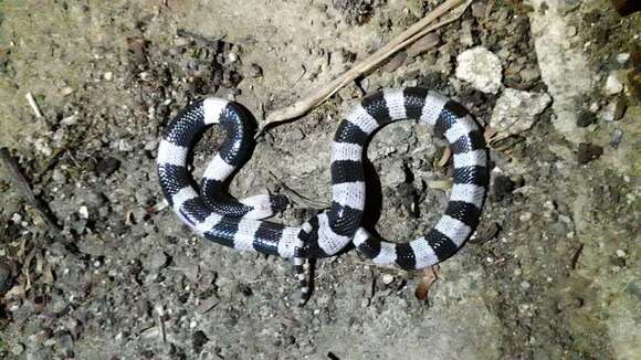 Image of Blue Krait