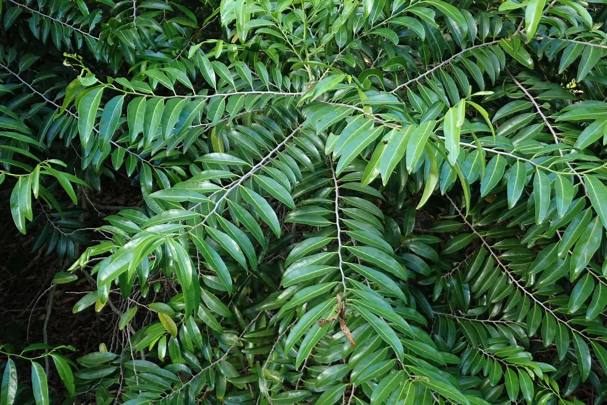 Image of Casearia gladiiformis Mast.