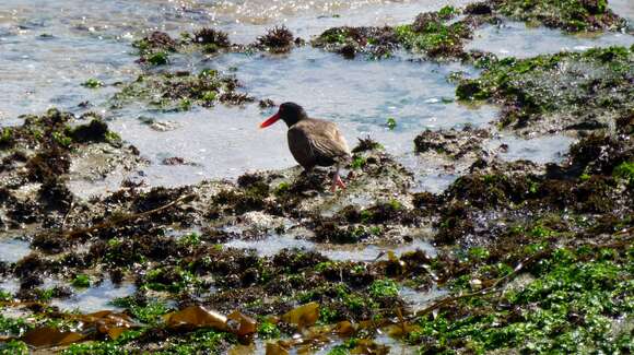 Image of Blackish Oystercatcher