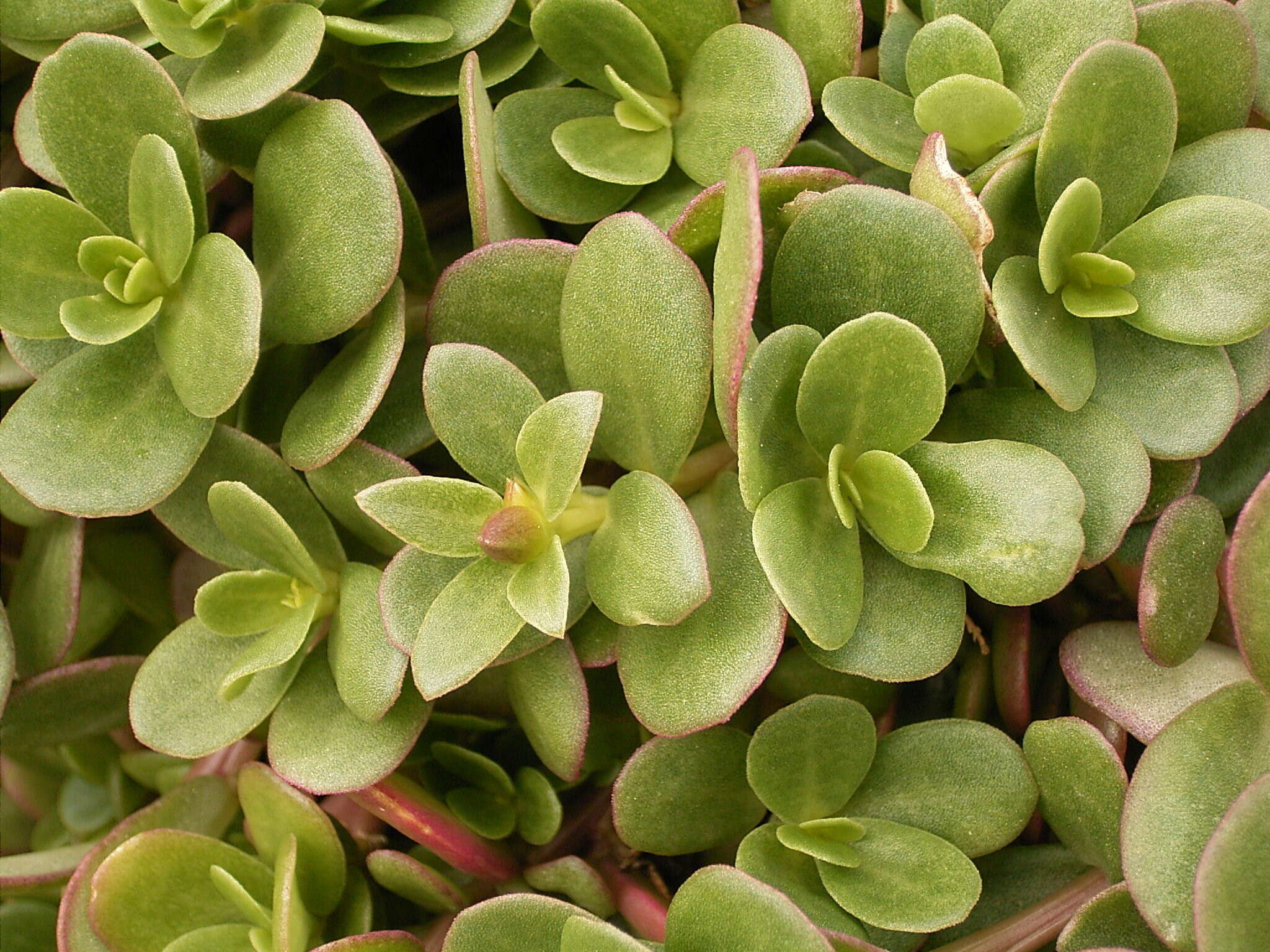 Image of common purslane