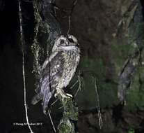 Image of Himalayan Owl