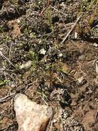 Image of One-Flower Stitchwort