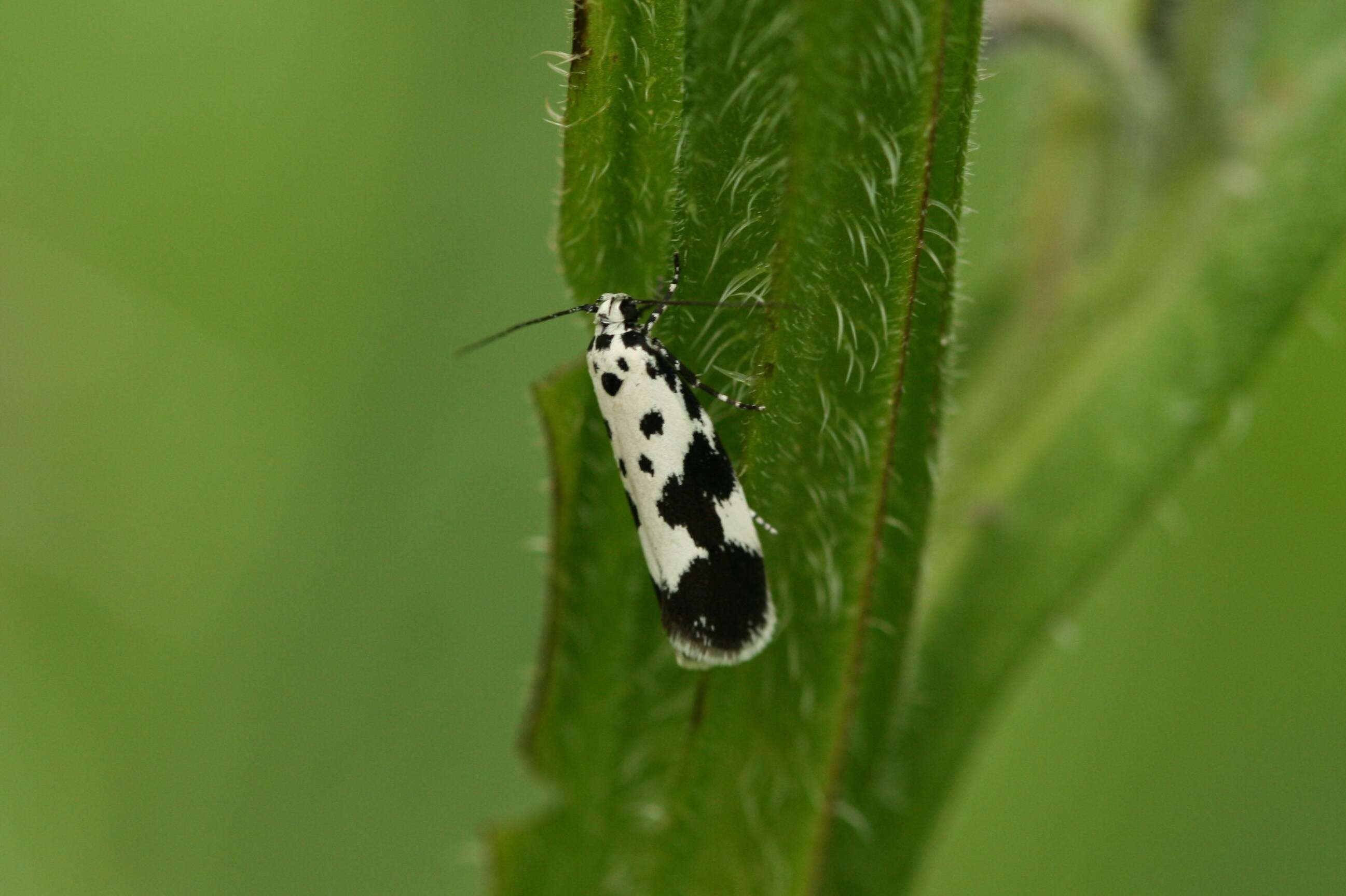 Sivun Ethmia quadrillella kuva