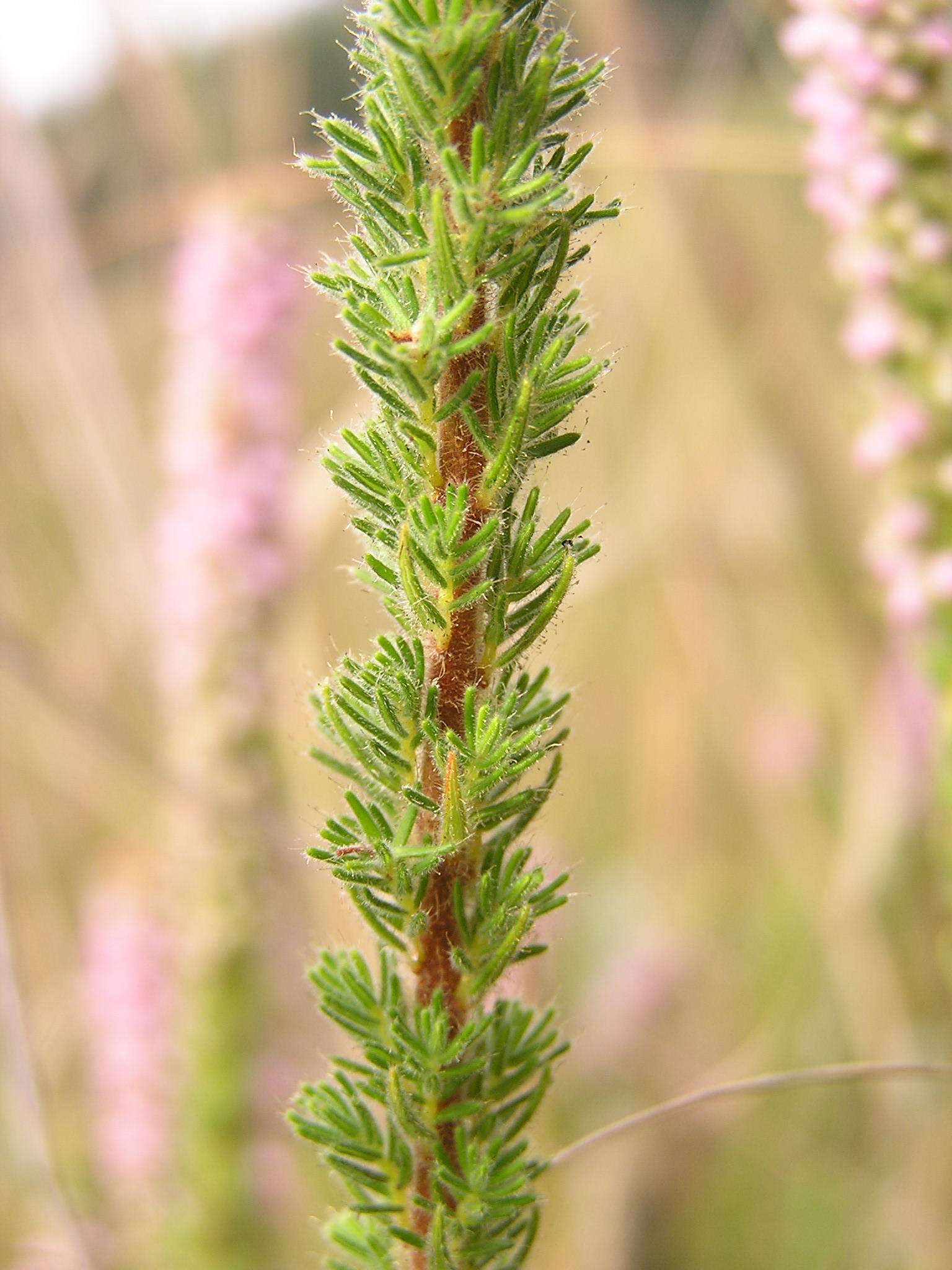 Image of Erica alopecurus var. alopecurus