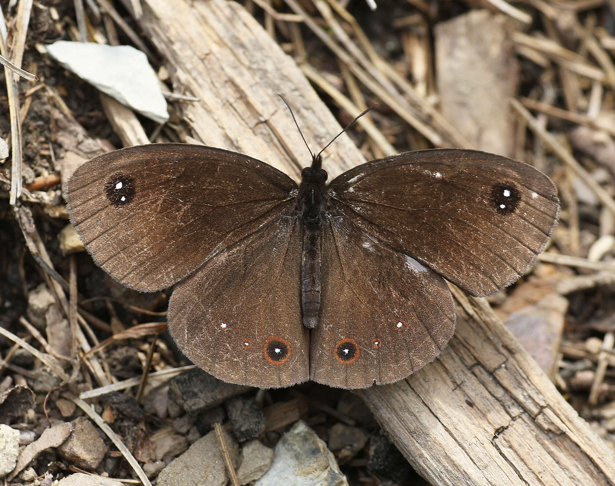 Image of Callerebia nirmala Moore 1865