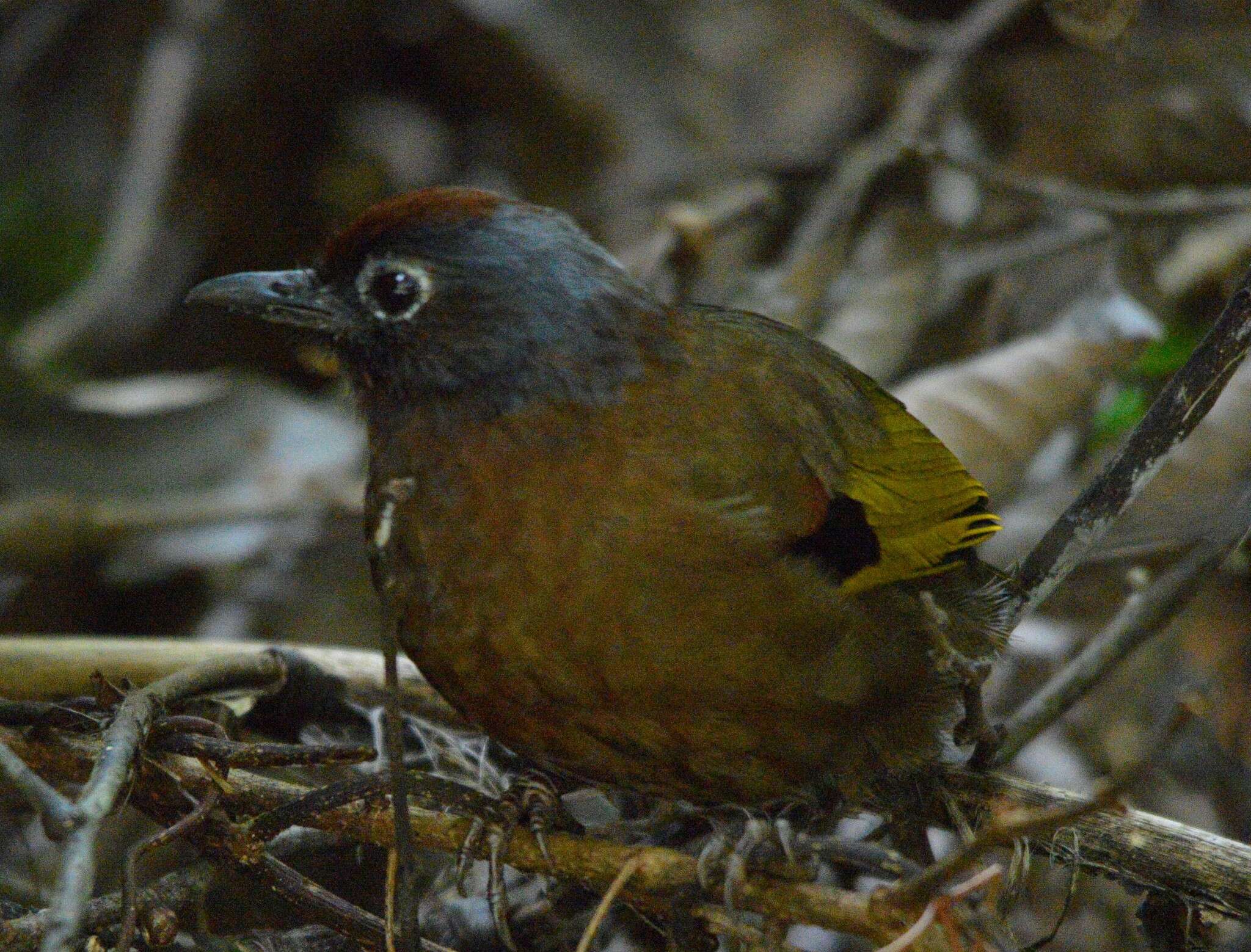 Image of Malayan Laughingthrush