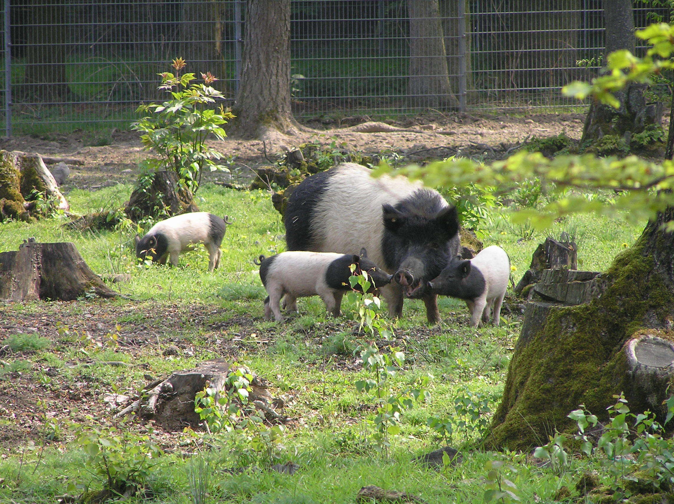 Image of Sus scrofa domesticus